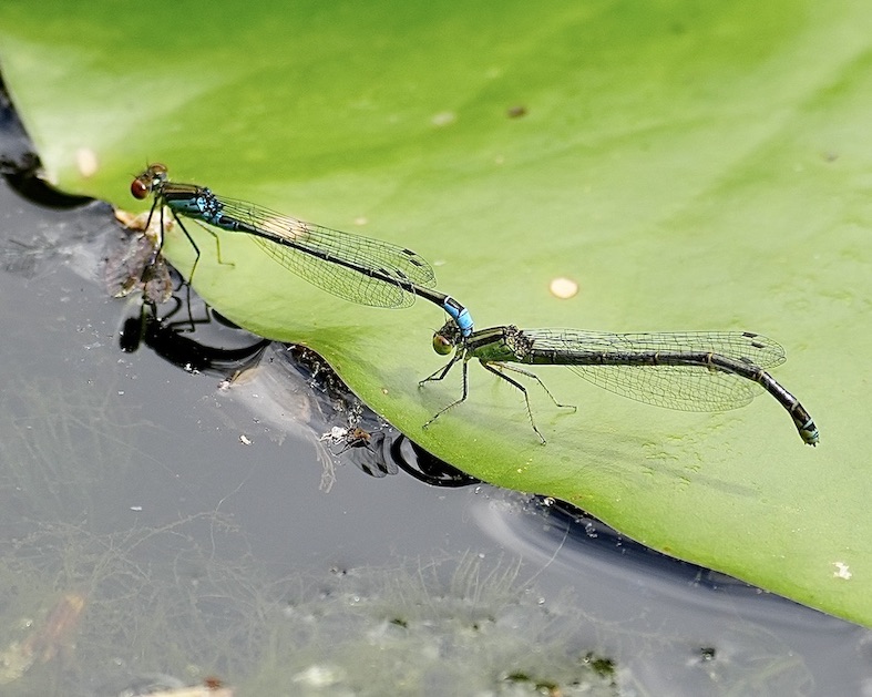 small red-eyed damselflies
